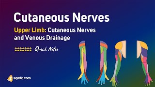 Upper Limb Cutaneous Nerves and Venous Drainage | Cutaneous Nerves