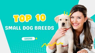 Top 10 small dog breeds