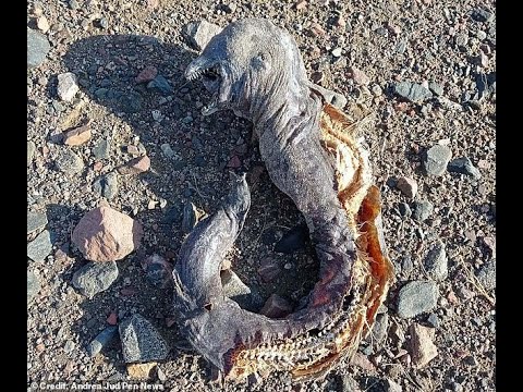 Mysterious creature ‘like a Lord of the Rings orc’ with two sets of jaws and no eyes is found washed