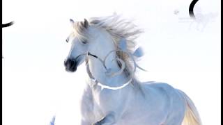 Леонид Максименко - Белый конь