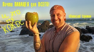 Почти ПАНАЦЕЯ! Еда, которая полезна всем. Почти ПАНАЦЕЯ! Еда, которая полезна всем.