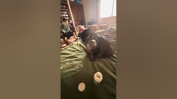 #SuperBowl Sunday #Cat Nip Infused Bubble Extravaganza