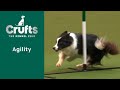 Agility  championships  intermediatelarge final agility    crufts 2023