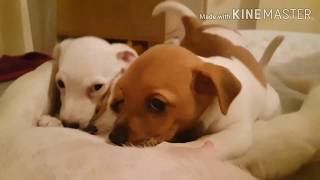 Jack Russell Terrier Puppies by Mello Muñoz 252 views 3 years ago 1 minute, 22 seconds