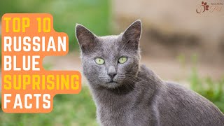 Top 10 Surprising Russian Blue Cat Facts