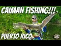 capturando Caimanes peligrosos con equipo de pesca (graphic content)