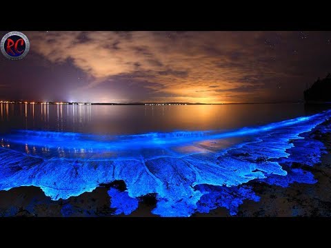 Vídeo: Navega En Kayak Por Las Increíbles Aguas Bioluminiscentes De Florida