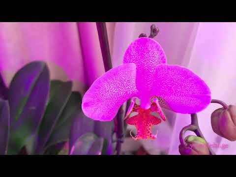 ორქიდეების მორწყვა დახურულ სისტემაში .ჩემი მეთოდი. (ნაწილი 1)