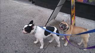 Kaipo & Nalu (Frenchies) & Ziggy (Tibetan) 2016 by New York Dogs 31 views 1 year ago 8 minutes, 13 seconds