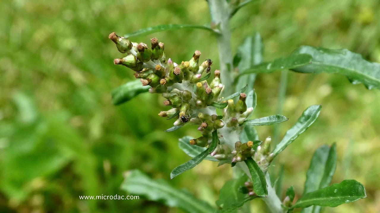 How to keep ants out of your kitchen. YouTube