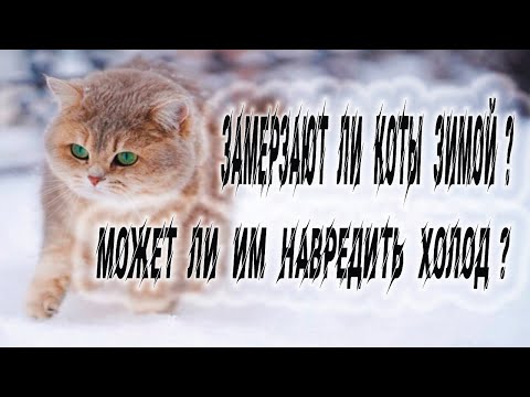 Замерзают ли коты зимой? может ли им навредить холод?