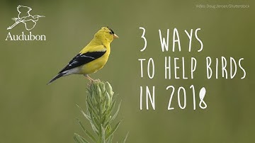3 Ways to Help Birds | National Audubon Society