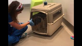 Puppy Crate Training by Katherine McGuire 169 views 2 years ago 4 minutes, 23 seconds
