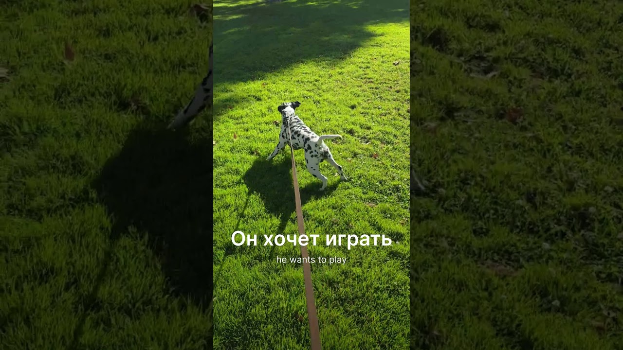 Dog and park vocabulary in Russian