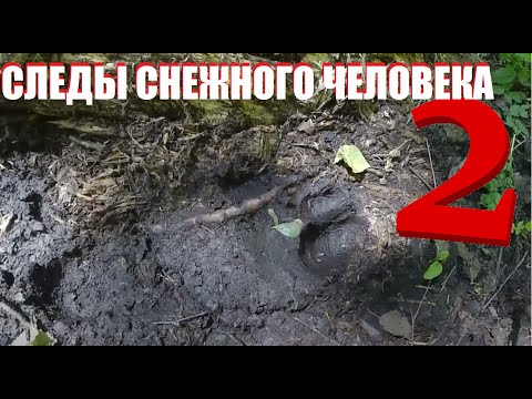 Медведь или Снежный Человек ?! Кто обитает у Чёрного ручья ? 👣