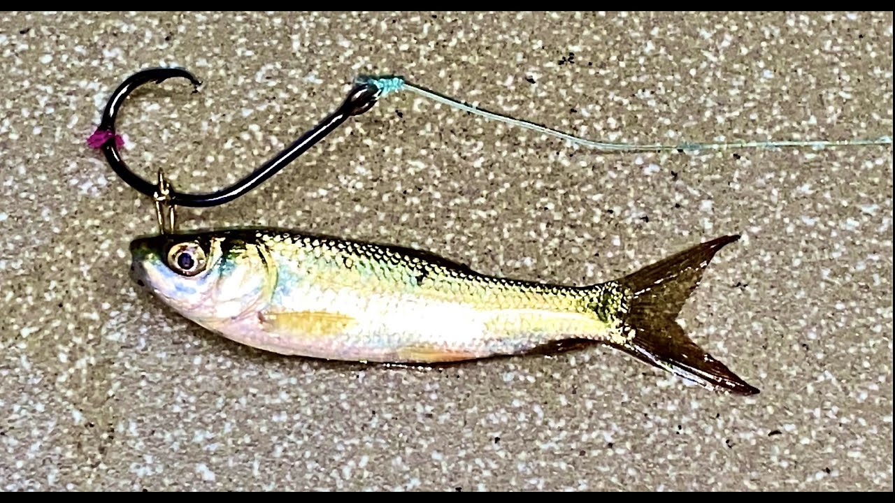 How to use live fish bait Cómo usar cebo para peces vivos كيفية