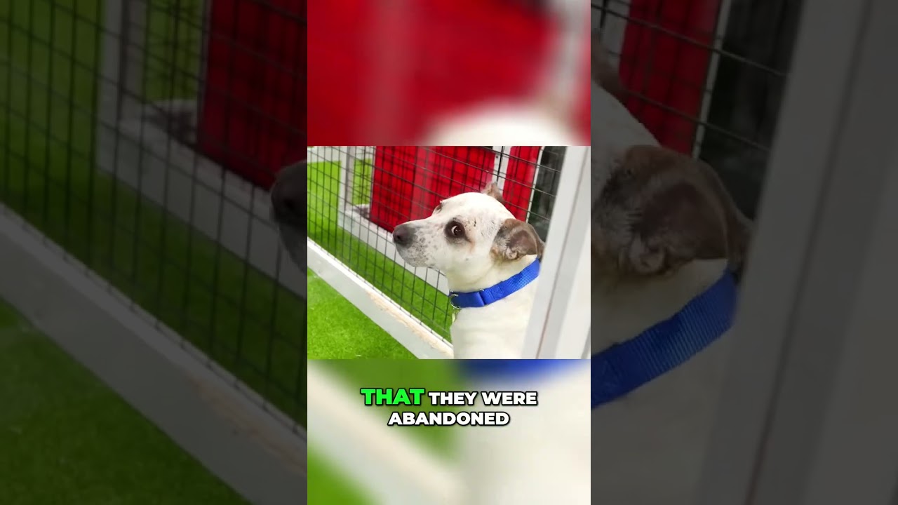 Rescuing Over 100 Stray Dogs: Giving Abandoned Pups a Second Chance