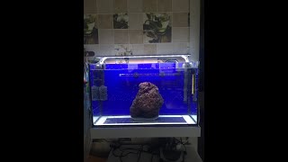 Мой аквариум.  Часть 2