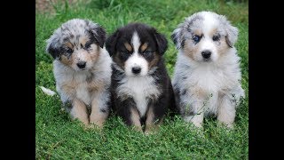 Cualidades del Perro Pastor Australiano  TvAgro por Juan Gonzalo Angel