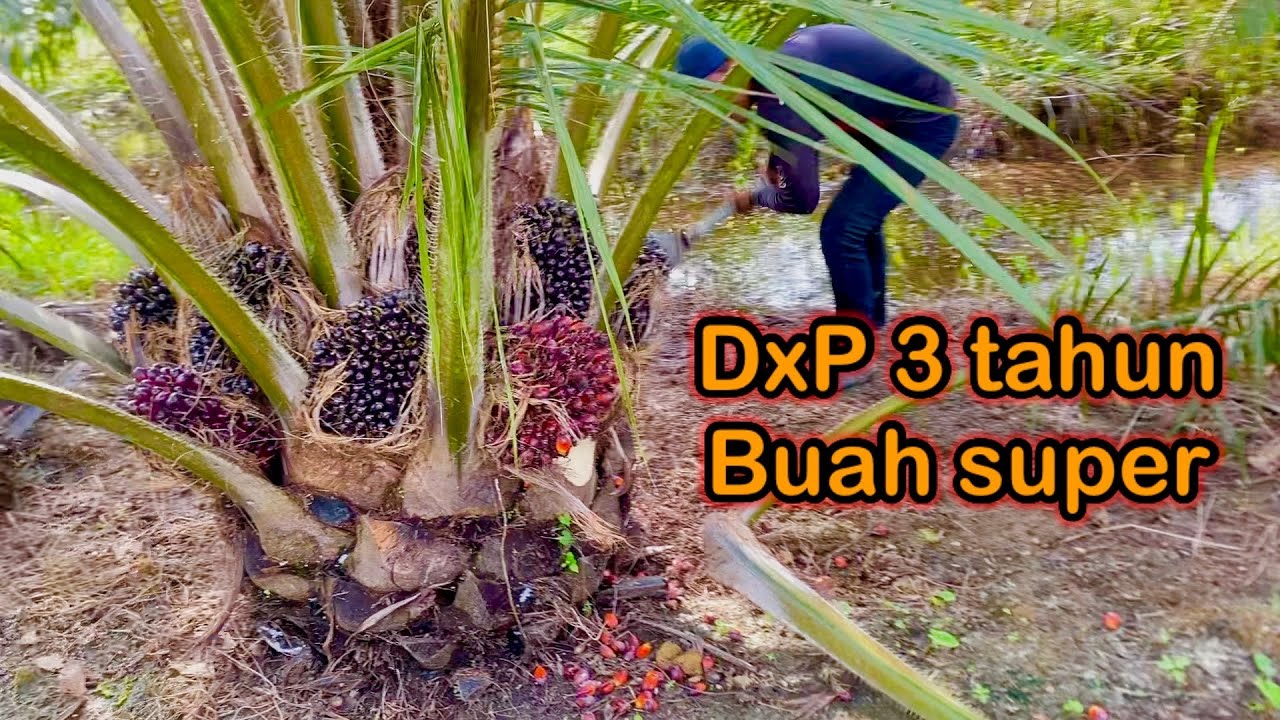 Panen sawit Dxp umur 3 tahun || tahun tanam 2019