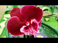 Сливки свежего завоза орхидей в Бауцентр 21 февраля 2021г. Дикий Кот, Клеопатра , биг липы ...
