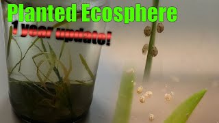 Celebrity A Planted Ecosphere | 1 YEAR Update! - What happened? Wealth