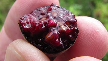 Vang Sim Rừng Măng Đen