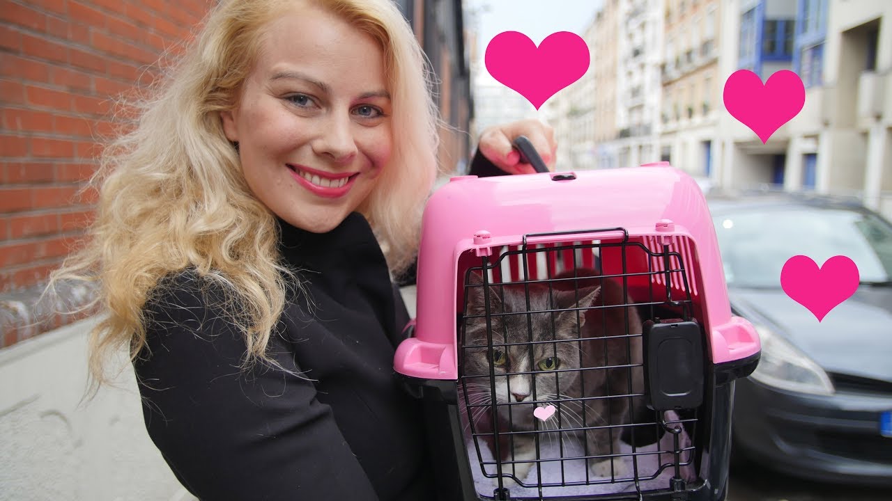 Chat perdu : 6 conseils pour le retrouver ♡ Virginie fait sa