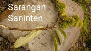 Pohon Sarangan atau Saninten [Castanopsis argentea (Blume) A.DC.], Famili Fagaceae