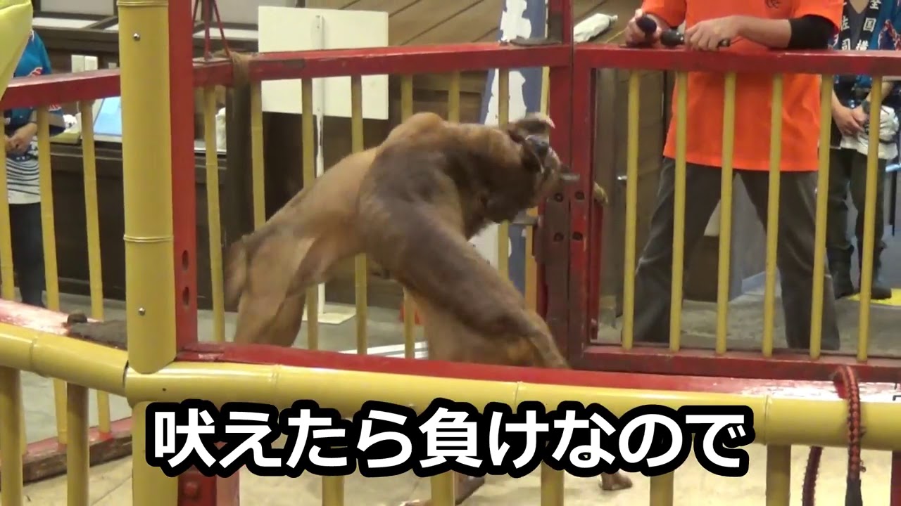 土佐犬が闘犬に ジャパニーズマスティフ土佐闘犬について ドッグラバー