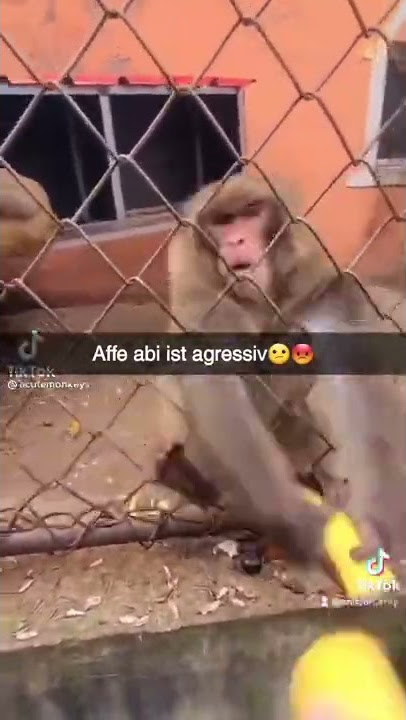 Affe Abi ist aggressiv 😂 #shorts