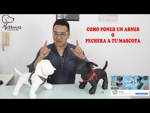 Video: Instrucciones para un arnés de tela para perros