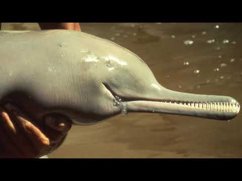 Видео: Сусук: Калта ражда чудовища. Страшните слепи делфини от реките за боклук в Индия - Алтернативен изглед
