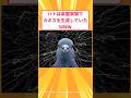 【2ch面白いスレ】ハトは楽園実験でカオスを生成していたWWW#2ch#2ch面白いスレ#2ちゃんねる