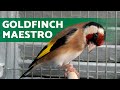 🎶 Goldfinch Maestro: Song and Education 📚 | Amazing Lessons from Nature! 🐦