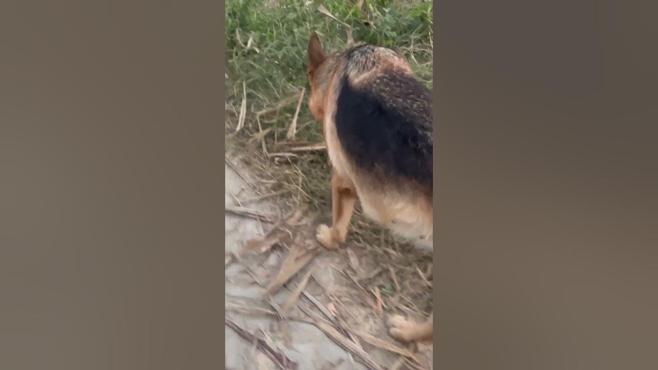german-shepherd-single-coat-dog-viral-shorts-youtube