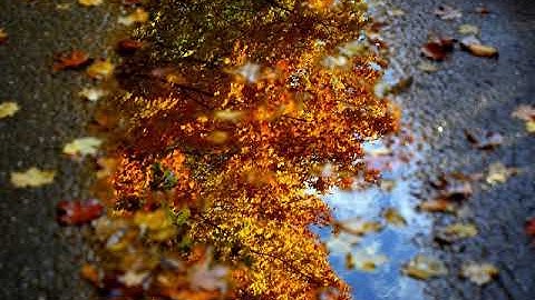 سورة الملك بصوت القارئ يحي شريف الجزائري