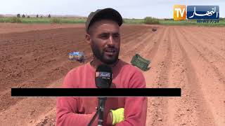 النعامة: فلاحو منطقة ضاية السويد يرفعون التحدي في زراعة البطاطا