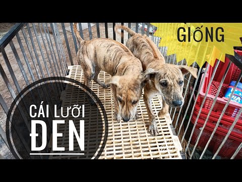 Video chó phú Quốc vện hổ lưỡi đen làm giống LH 0349345337 - youtube