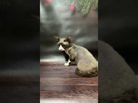 Milena Black with White Devon Rex Female Kitten Available Now | Purebred Kitties