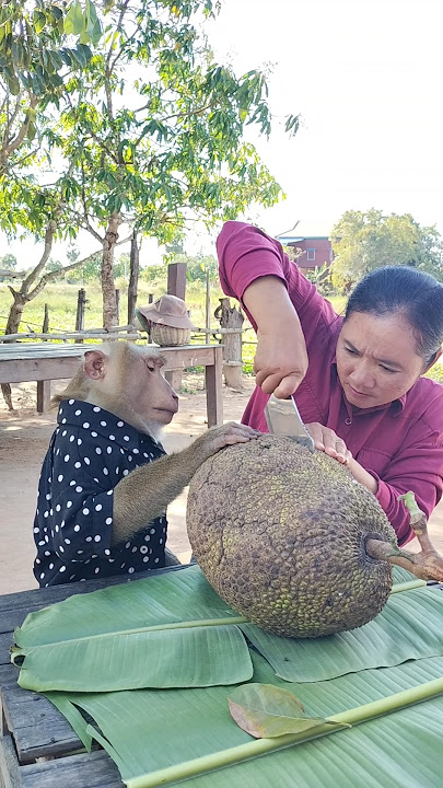 Amazing SokYaa,OG, ToTo Animals Are So Awesome #shorts