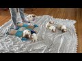 Denning Farms Cavachon Puppies Playing Inside!!