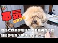 噛み犬をトリミングで救う!!【ポメラニアン×トイプードル】
