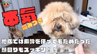 噛み犬をトリミングで救う！！【ポメラニアン×トイプードル】