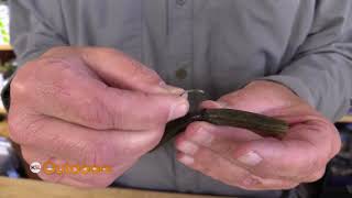 Fish Tech Fishing Tip: How to Catch Summer Bass