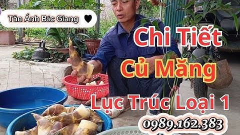 Chi tiết về củ măng lục trúc Đài Loan