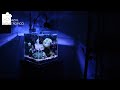Aquarium nano recifal  on contemple le bac  relax
