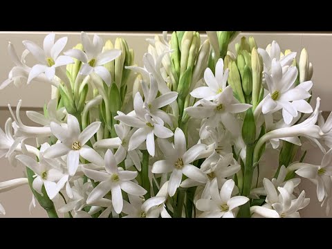 Video: Tuberose-plante verdeel – hoe en wanneer om tuberose-bolle te verdeel