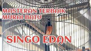 Masteran Murai Batu Dongkrak Emosi Dan Birahi 
