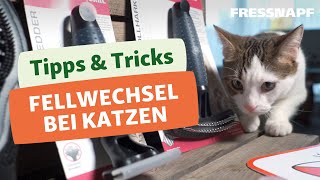 Fellwechsel bei Katzen  so könnt ihr eure Katze unterstützen